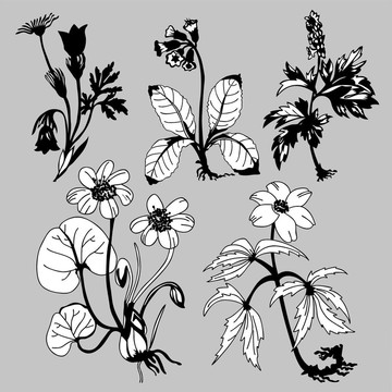在灰色的背景場flowerses；圖