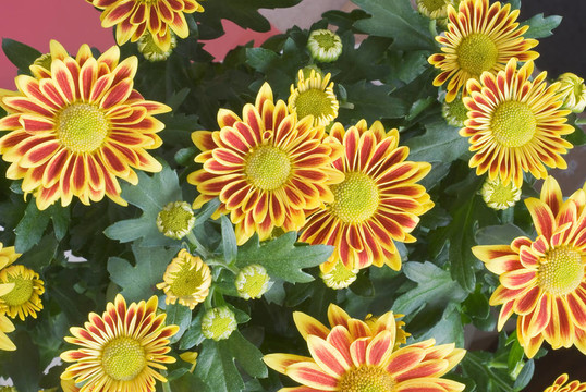 勛章菊