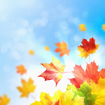 紅黃樹葉