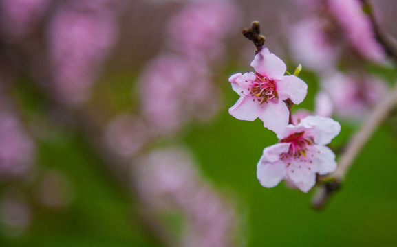櫻花綻放