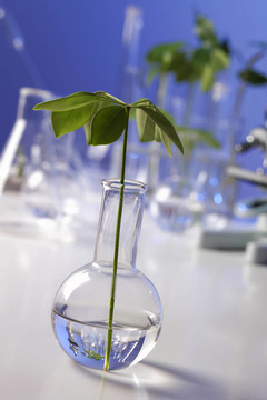 在綠色植物生物學(xué)實驗室