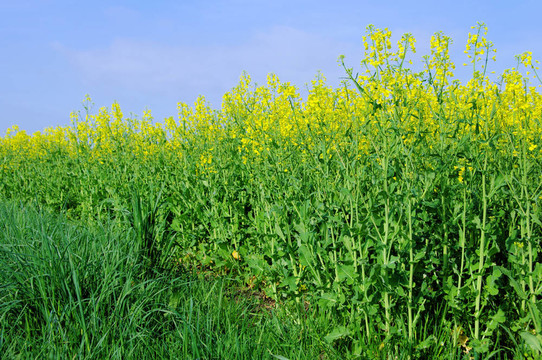 Rapeseed 49