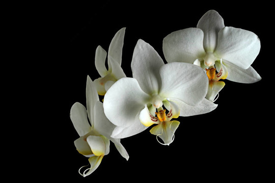 白蘭花。