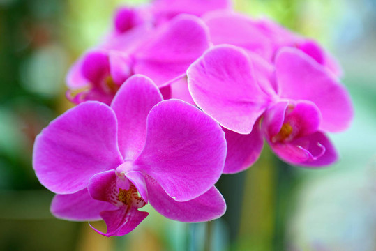 紫蘭花