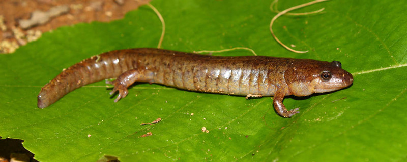 Dusky Salamander（Desmognathus conanti）