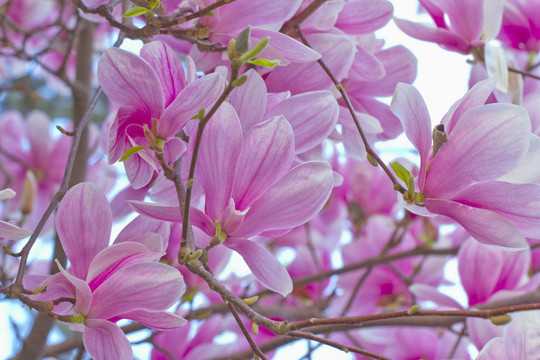 桃花