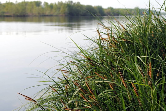 背景有綠草的河流