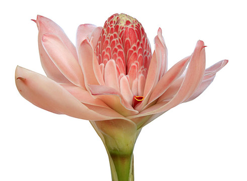 火炬姜粉（Etlingera elatio