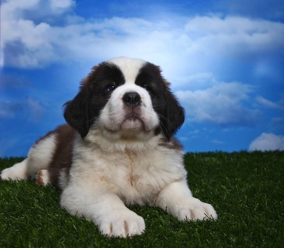可愛的Saint Bernard Pups