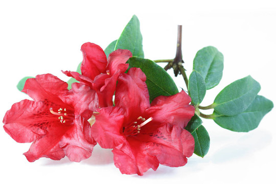 紅色的杜鵑花