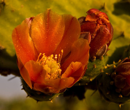 關閉的Nopal flower