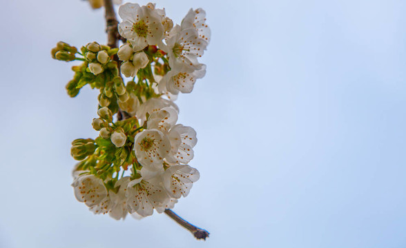 櫻花綻放