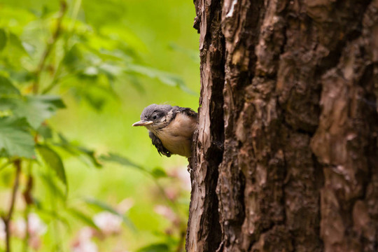 年輕的nuthatche