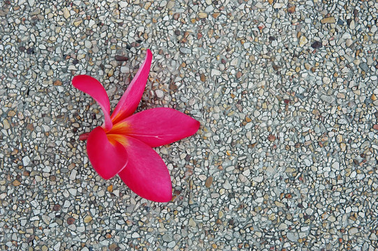 紅色的花