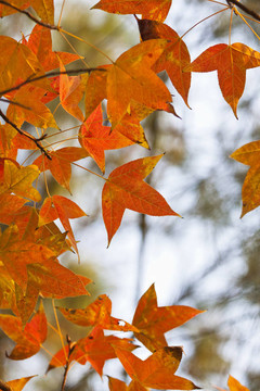 森林紅葉