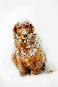 狗在雪