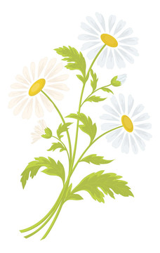 洋甘菊花