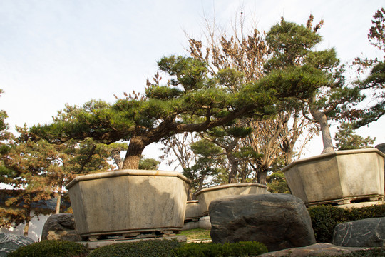 黑松 盆景 中國(guó)唐苑