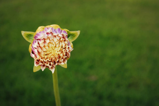 芽
