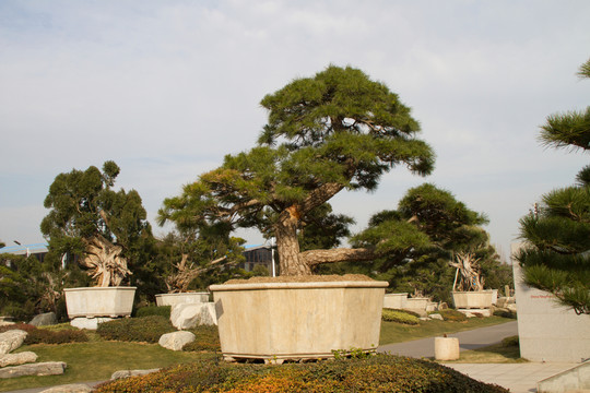 黑松 盆景 中國(guó)唐苑