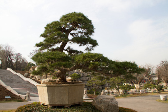 黑松 盆景 中國(guó)唐苑