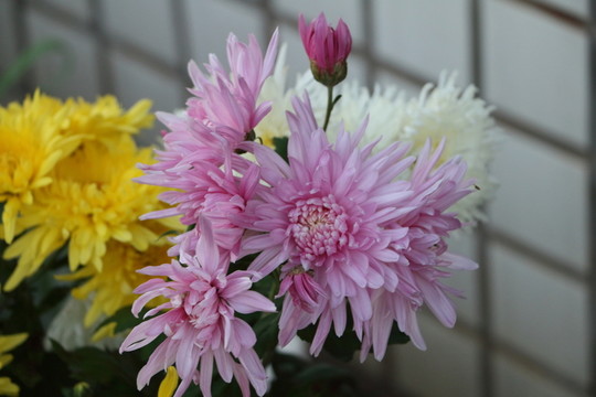菊花