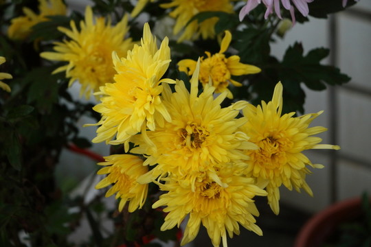 菊花