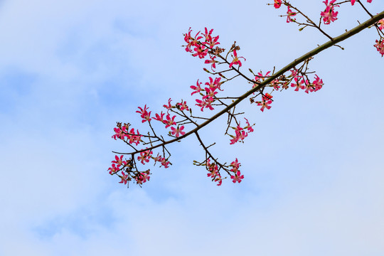 木棉 紅棉 英雄樹 攀枝花