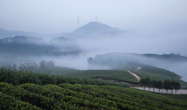 茶園風(fēng)光