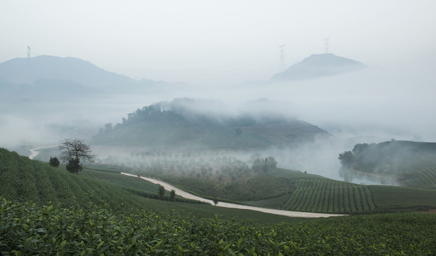茶園風(fēng)光