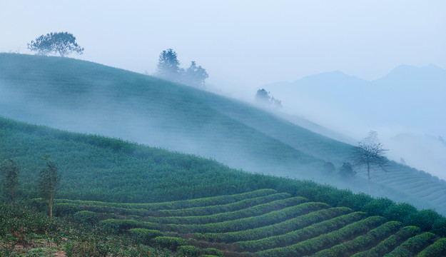 茶園風(fēng)光
