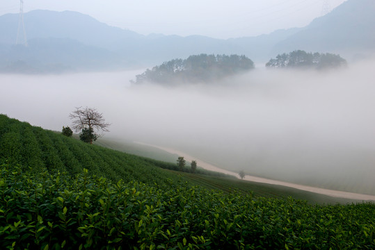 茶園風光
