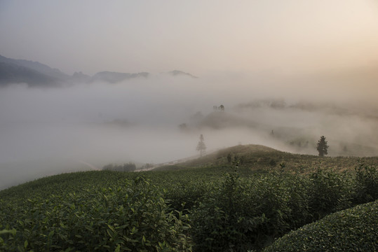 霧中茶園