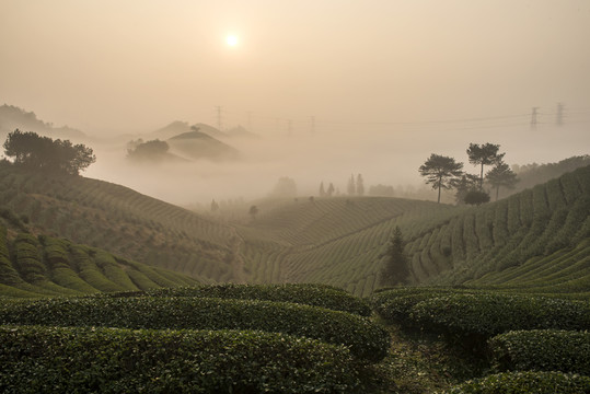 茶山晨韻