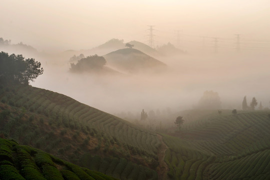 茶山風(fēng)光