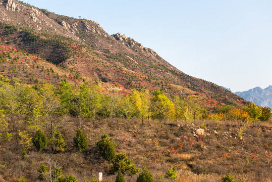 山坡 秋天 山區(qū)風景 中國北方
