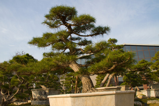 黑松 大型盆景
