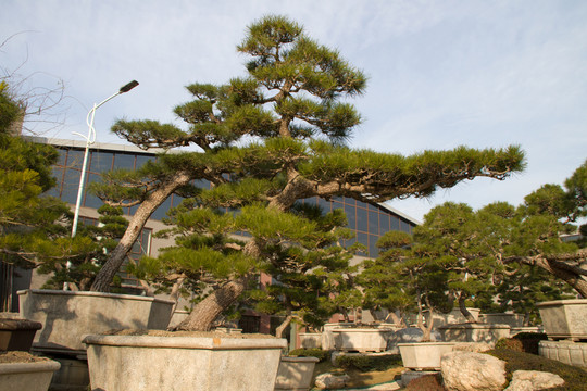 黑松 大型盆景 中國唐苑