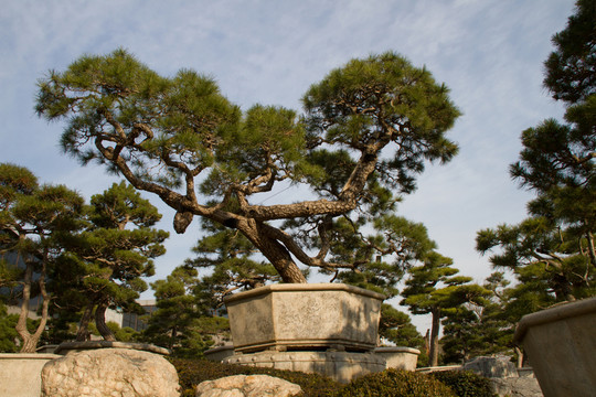 黑松 大型盆景 中國(guó)唐苑
