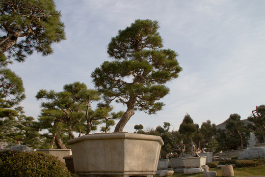 黑松 大型盆景 中國唐苑