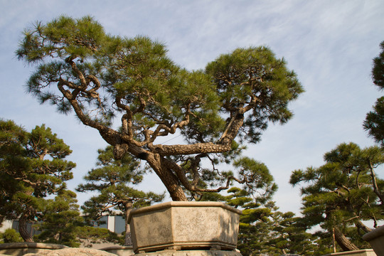 黑松 大型盆景 中國(guó)唐苑