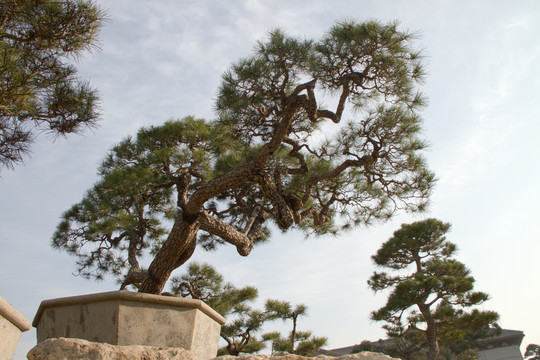 黑松 大型盆景 中國(guó)唐苑