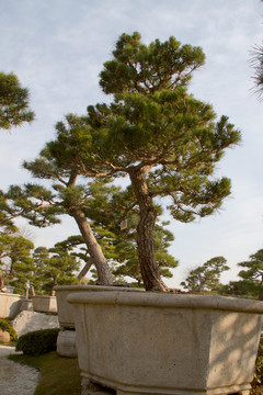 黑松 大型盆景 中國(guó)唐苑