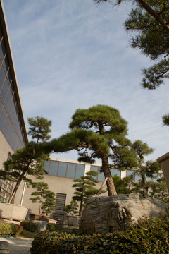 黑松 大型盆景 中國(guó)唐苑