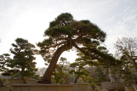 黑松 大型盆景 中國唐苑