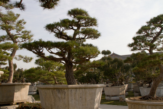 黑松 大型盆景 中國(guó)唐苑