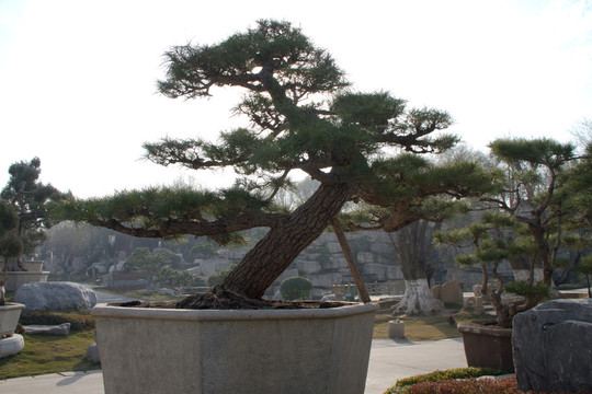 黑松 大型盆景 中國唐苑