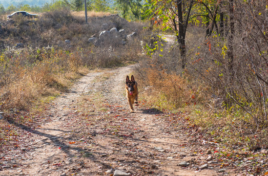 狗大型犬小路上奔跑的德國牧羊犬