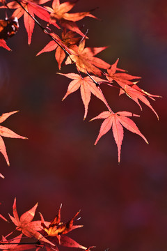 秋韻