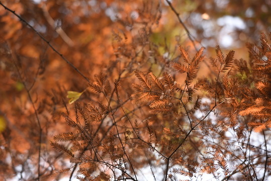 水杉